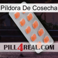 Píldora De Cosecha 26